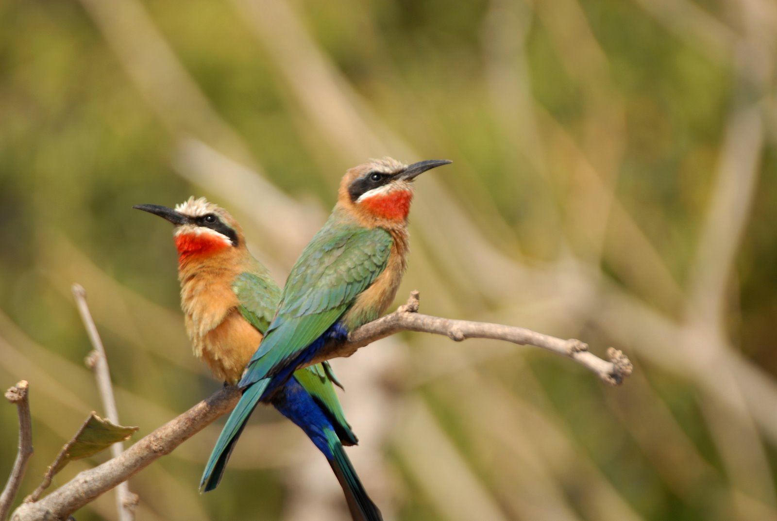 Bee-eaters