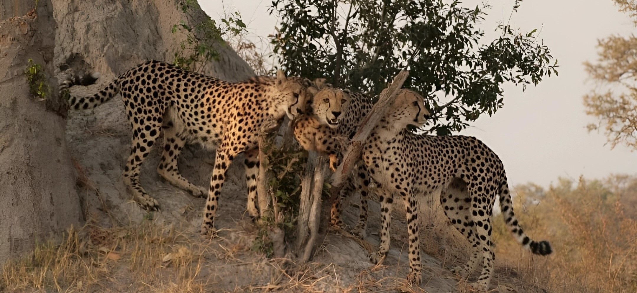 Cheetah Three