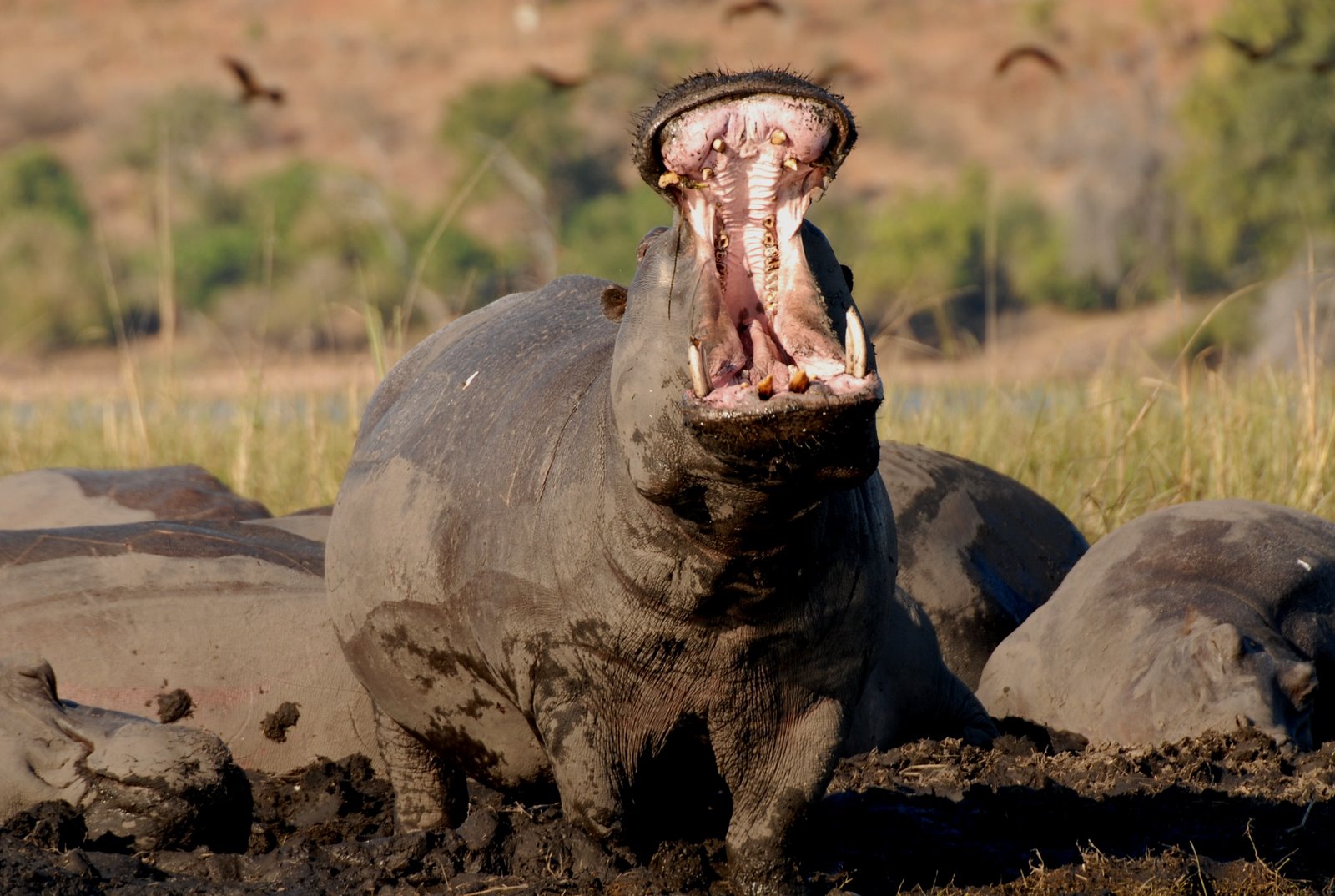 Chobe - hippo 2.101