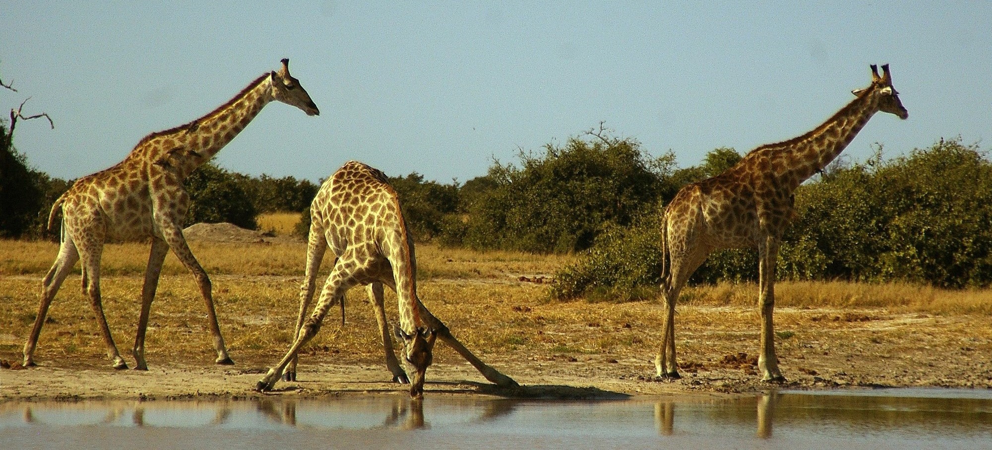 Giraffes