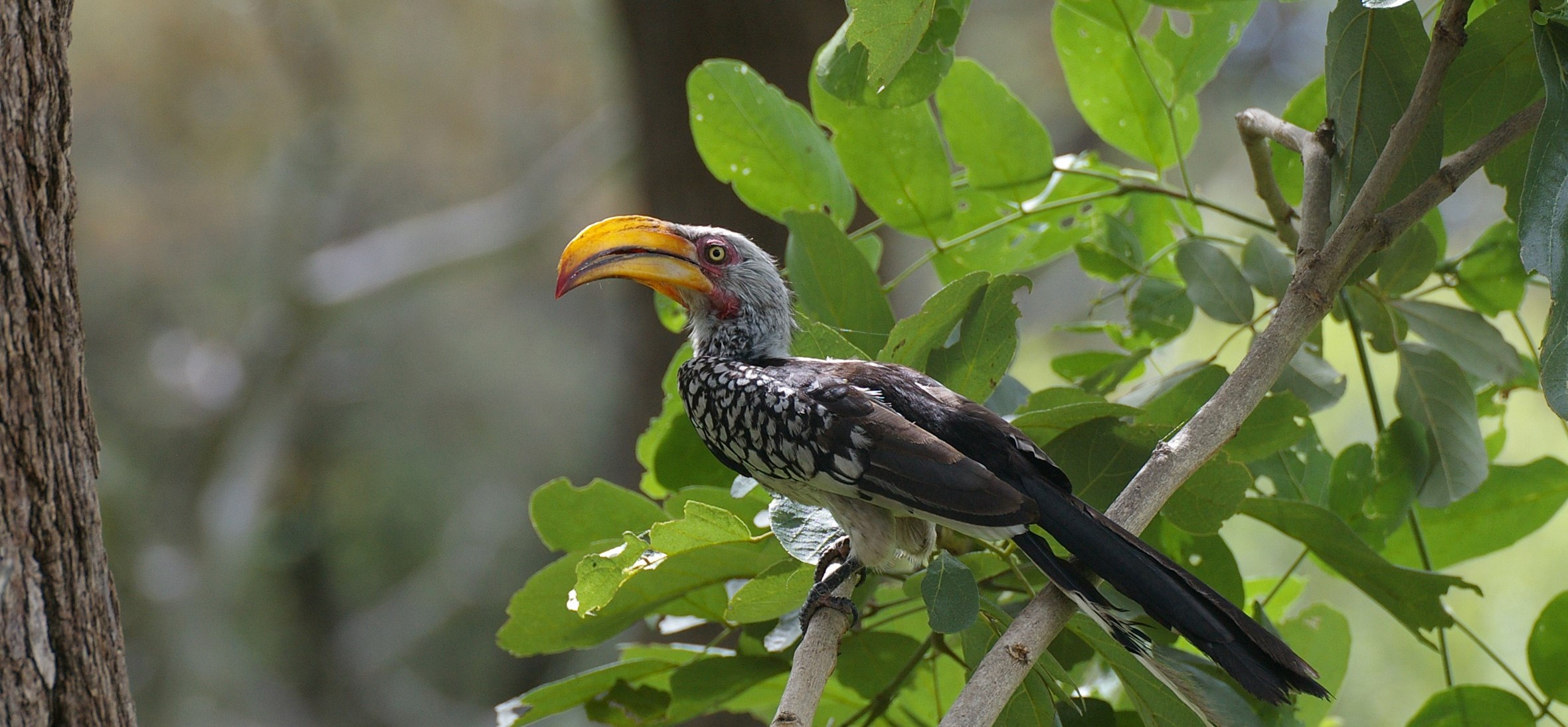 Yellow-billed Hornbill
