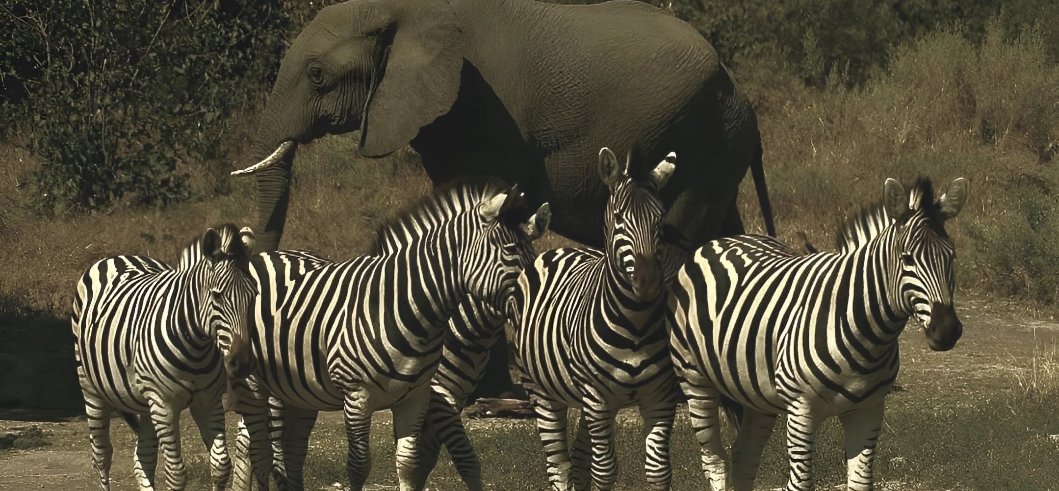 Zebra