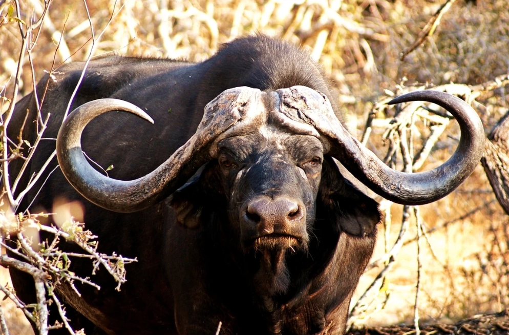 Buffalo Kruger