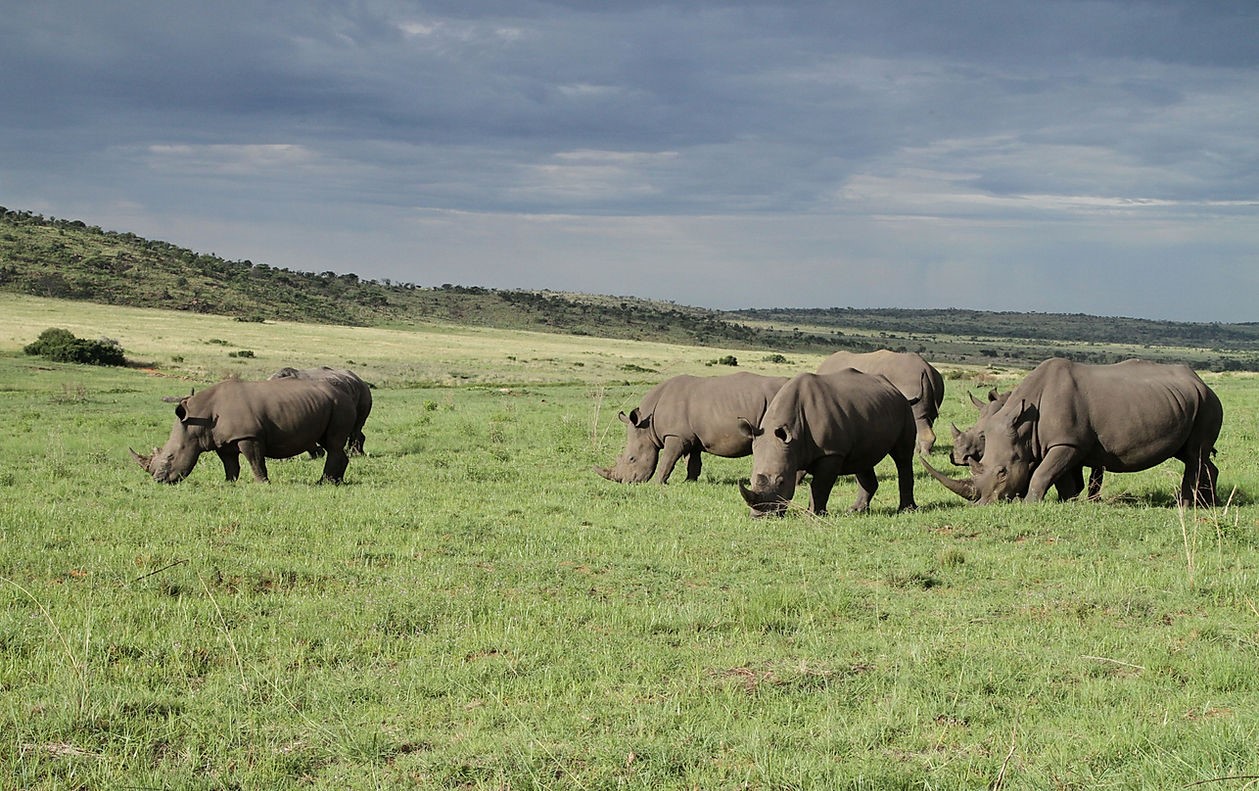 Rhino
