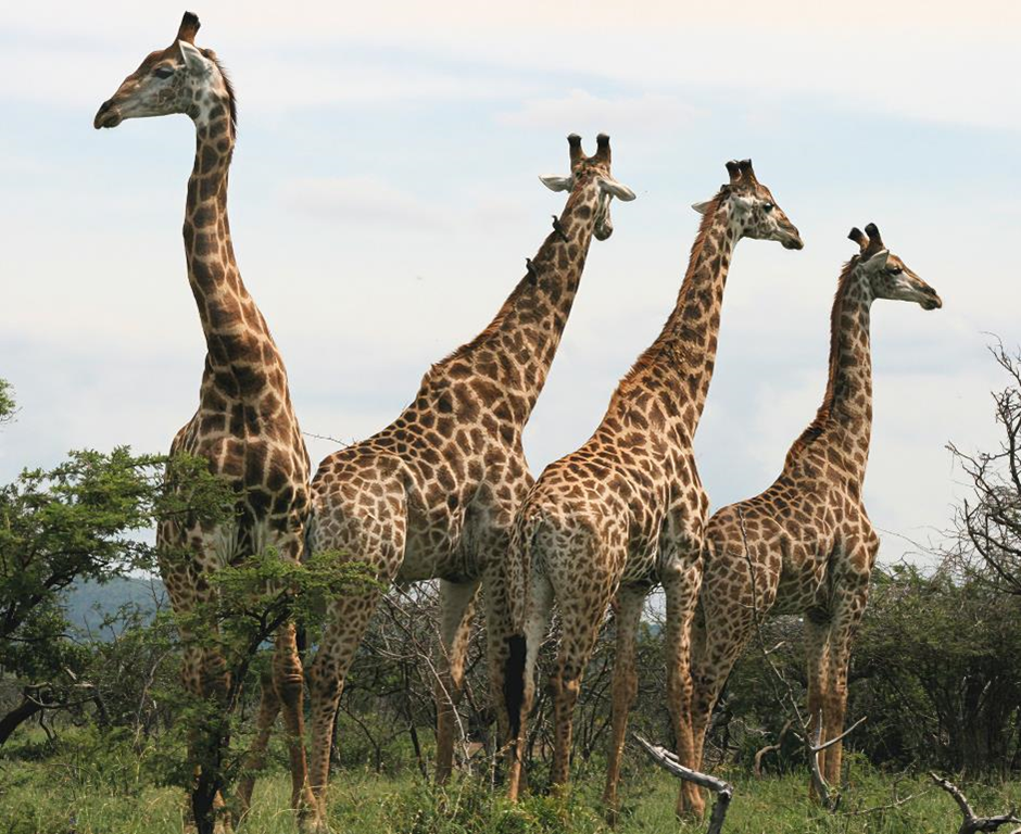 Tower of Giraffe