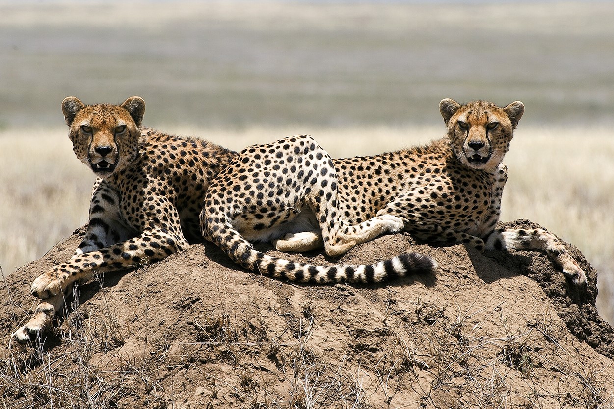 Cheetah Tanzania