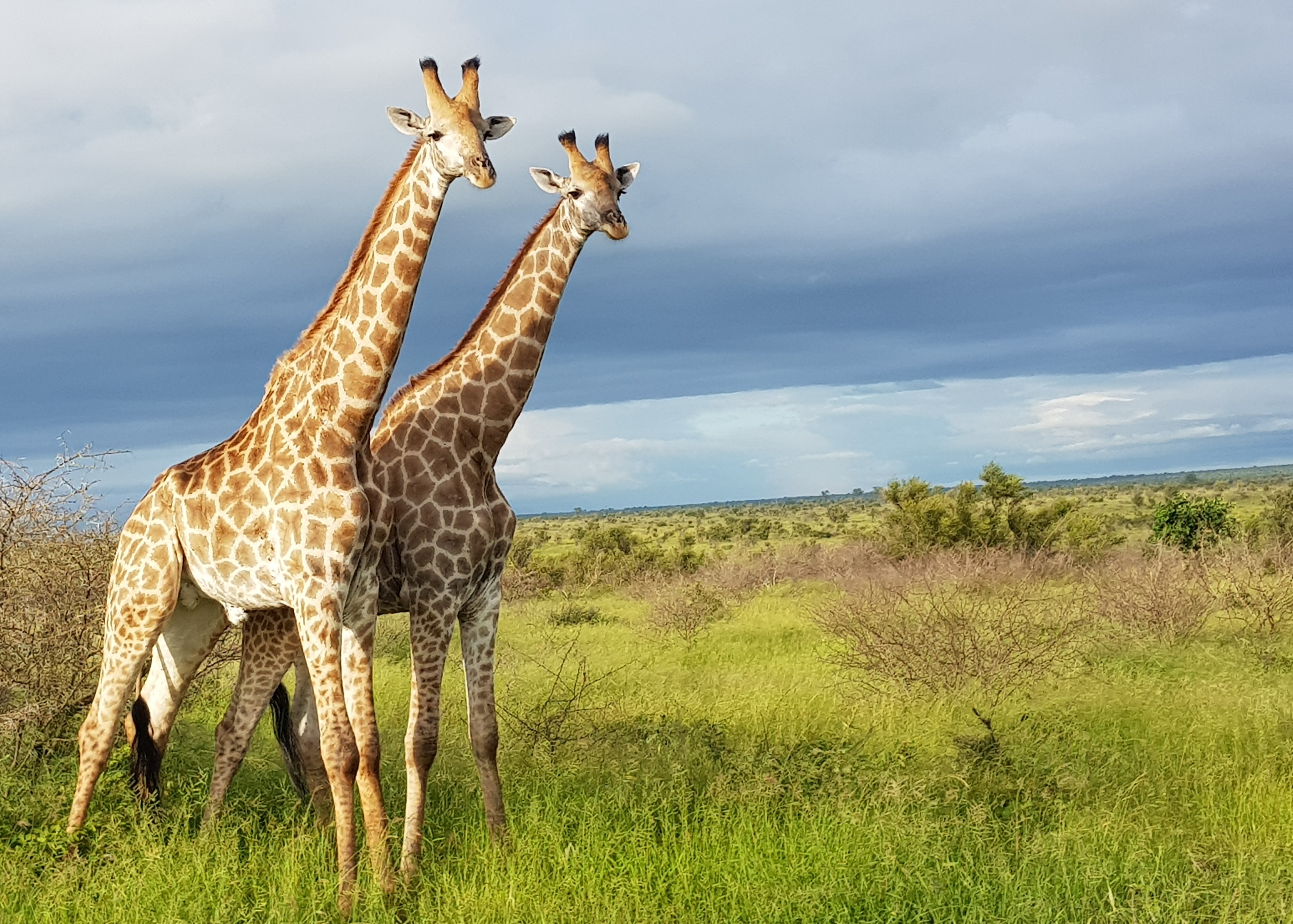 Kruger Giraffe Pair