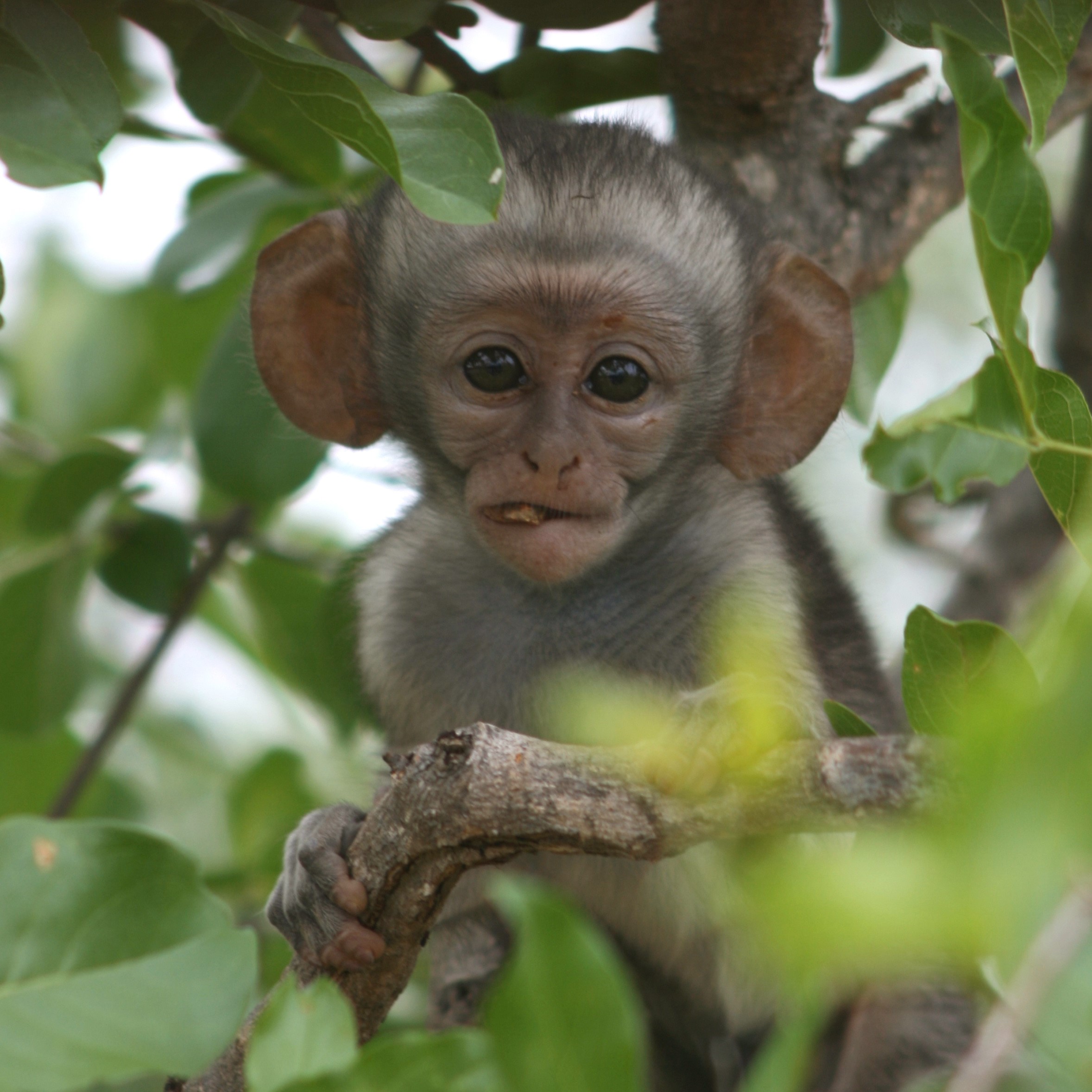 Vervet Monkey (2)