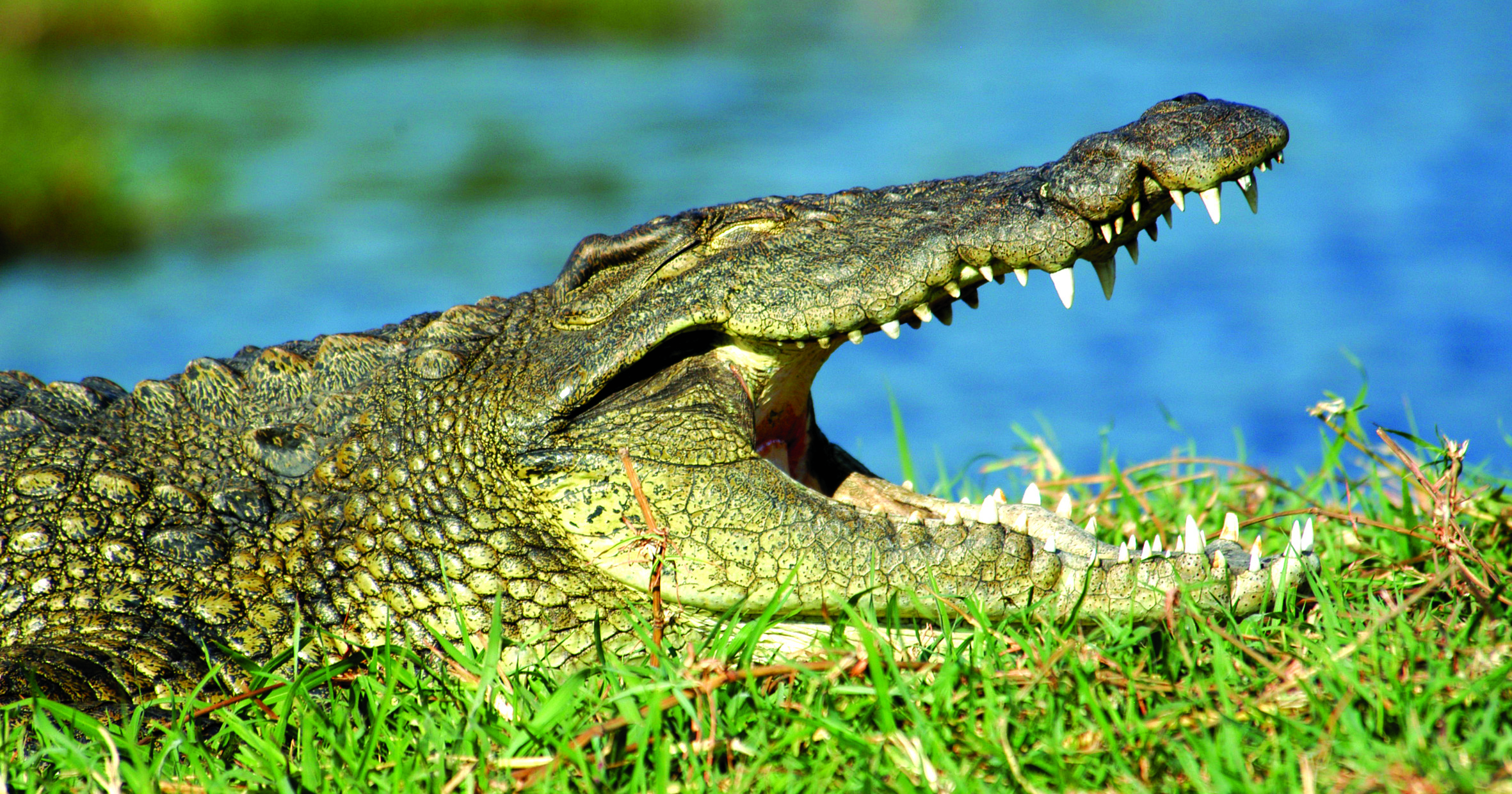 Crocodile
